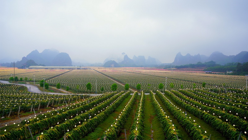 阿里巴巴農(nóng)辦主任戴珊：數(shù)字引擎推動中國農(nóng)業(yè)農(nóng)村“換道超車”