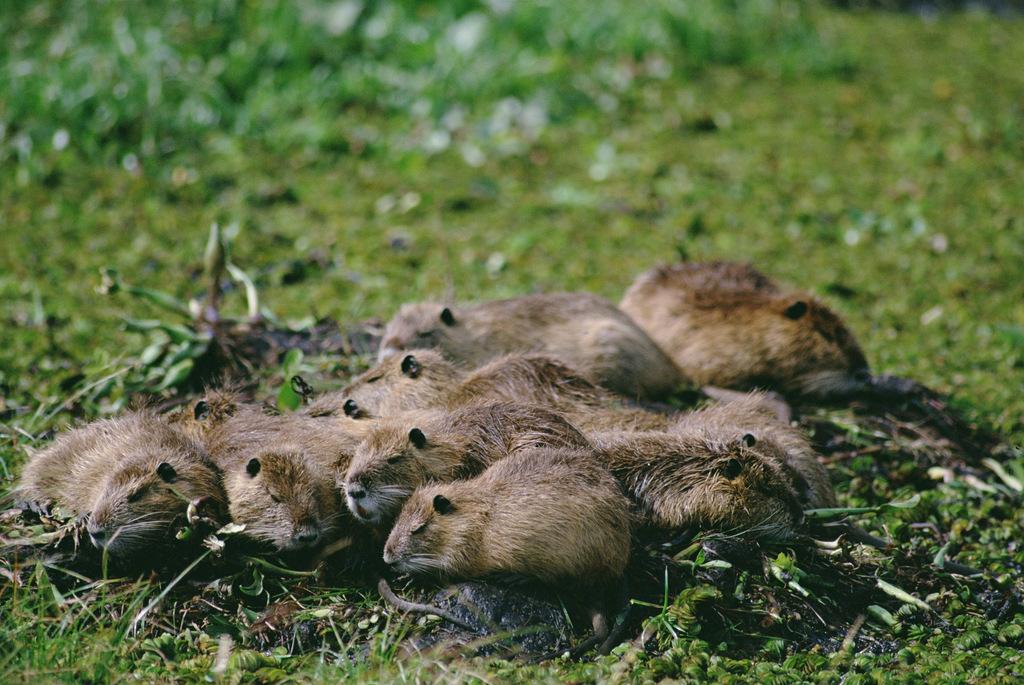 四川修訂野生動物保護(hù)法實施辦法 擬規(guī)范野生動物放生行為