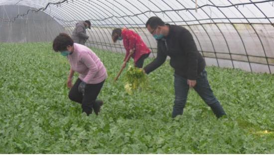 河南省南召縣云陽鎮(zhèn)多措并舉助力“有機蔬菜進京”