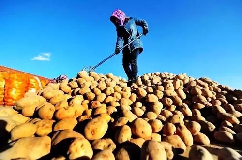 農業(yè)農村部：農產品質量安全形勢穩(wěn)中向好 全國監(jiān)測總體合格率連續(xù)五年保持在97%以上