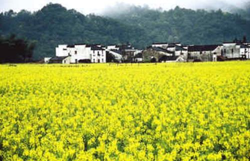 江西婺源：1000萬元?？钪穆脴I(yè)“疫”后重生