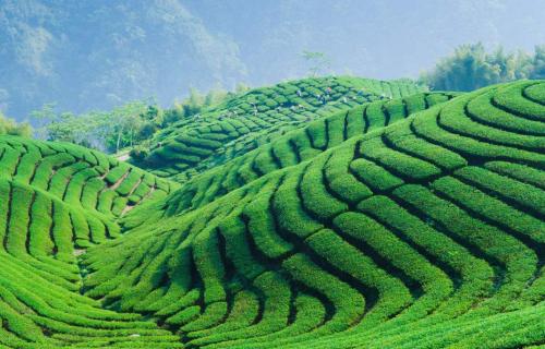 廣西茶產(chǎn)業(yè)力爭實現(xiàn)產(chǎn)值700億元