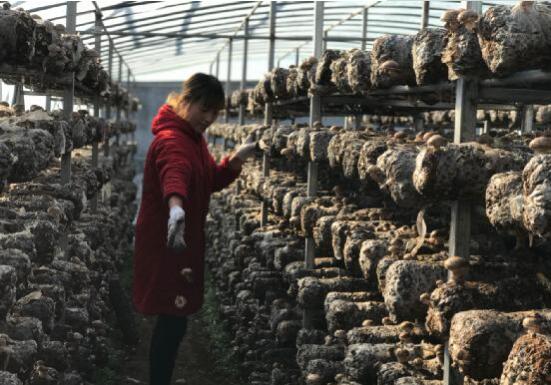 河南省南召縣喬端鎮(zhèn)抱團發(fā)展促增收