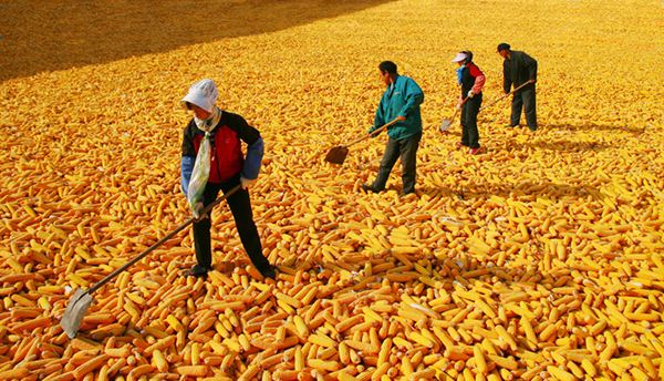 專家：產(chǎn)能、庫存、政策均有底 我國糧食安全有保障