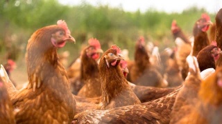 福建九部門聯(lián)合出臺實施方案 促進家禽業(yè)高質(zhì)量發(fā)展