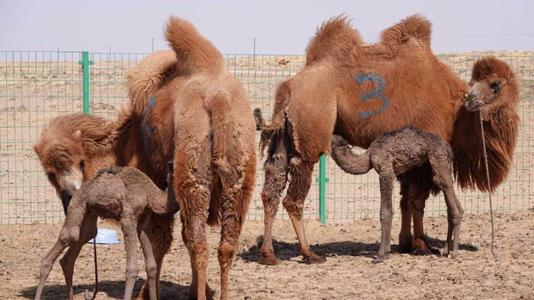 我國首例高產奶駝胚胎移植實驗在內蒙古獲得成功