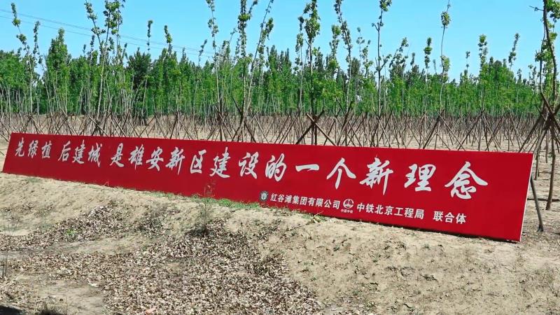 春來綠滿，“千年秀林”展露“春芽”