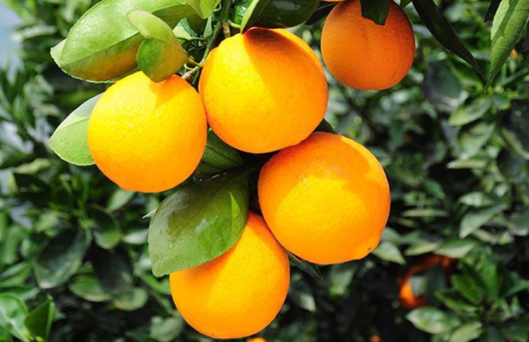 又一個網(wǎng)購節(jié)要來了！已有109家平臺安排上了