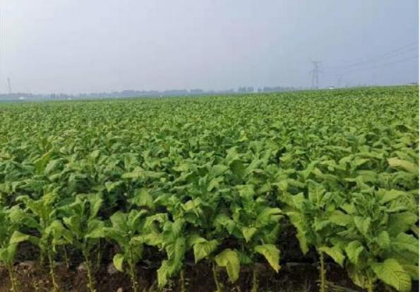 河南省方城縣廣陽鎮(zhèn)打造煙葉產(chǎn)業(yè)名片 促進(jìn)扶貧穩(wěn)定增收