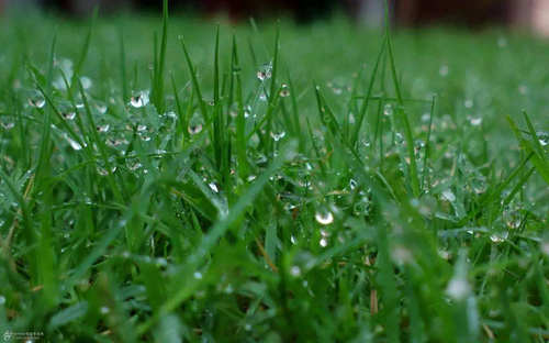 你愛聞的雨后泥土味 其實(shí)是細(xì)菌的“誘餌”