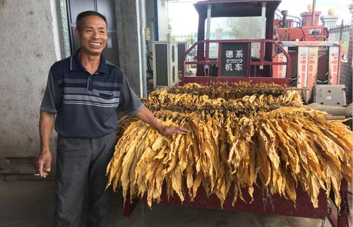 “黃金葉”托起“黃金業(yè)” 山西長(zhǎng)子烤煙產(chǎn)業(yè)賦能鄉(xiāng)村振興