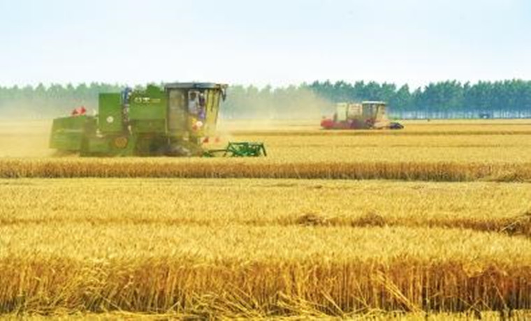 小麥托市收購 河南準(zhǔn)備好了 確保倉等糧、錢等糧、人等糧