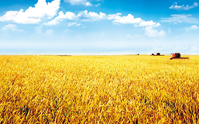 2994.8億斤！2025年夏糧“成績(jī)單”出爐