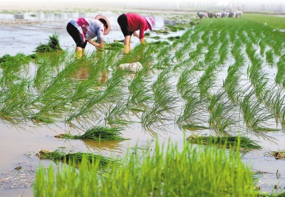 河南夏種基本結(jié)束 累計播種秋作物1.17億畝左右