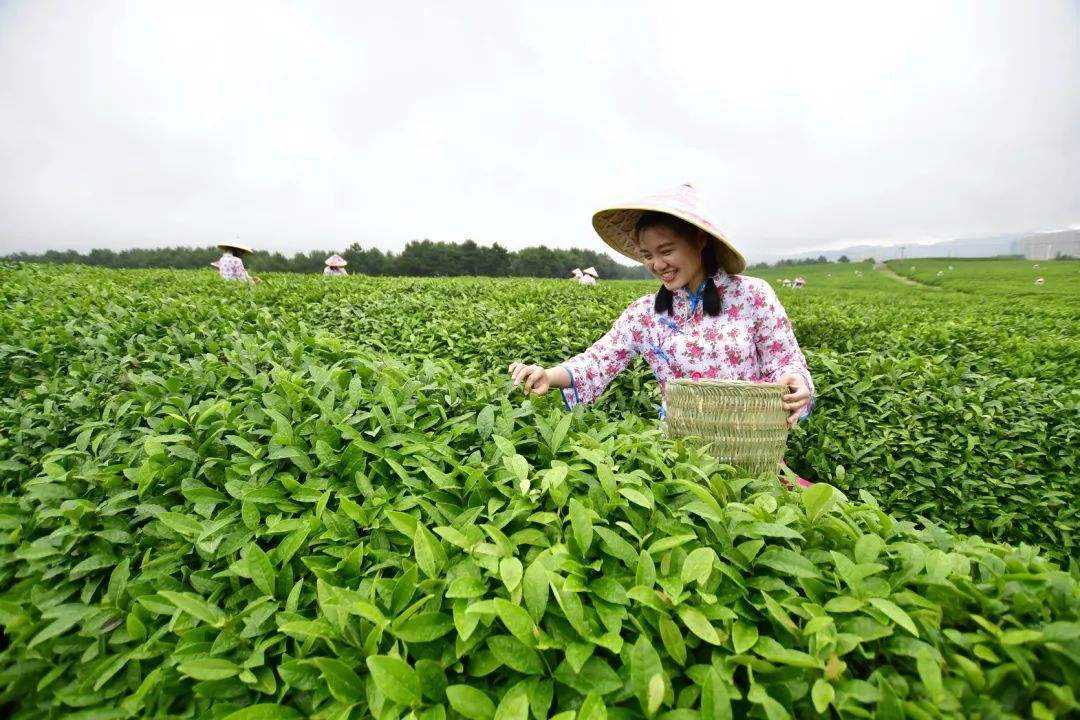 中國茶葉基本概況及產(chǎn)區(qū)分布情況分析（附茶葉百強縣）