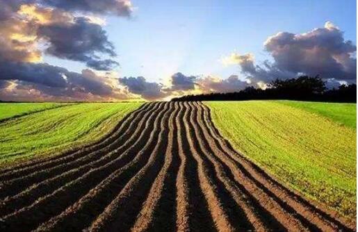 北大荒集團(tuán)七星農(nóng)場(chǎng)：為現(xiàn)代化大農(nóng)業(yè)植入“智慧芯”