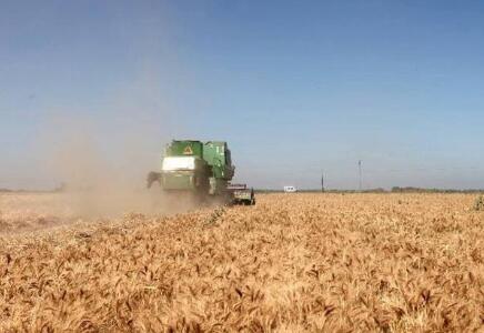 新疆糧食多項(xiàng)生產(chǎn)指標(biāo)全國(guó)領(lǐng)先