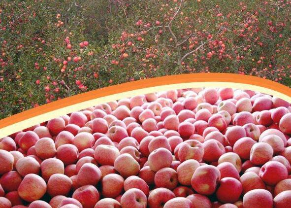 陜西大力發(fā)展優(yōu)勢(shì)特色產(chǎn)業(yè)夯實(shí)脫貧基礎(chǔ)