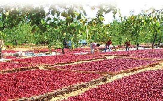 山西省柳林縣大手筆建設紅棗示范園區(qū)