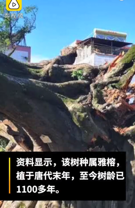 廣東1100多歲古榕樹倒塌：種植于唐代末年，當地正在搶救