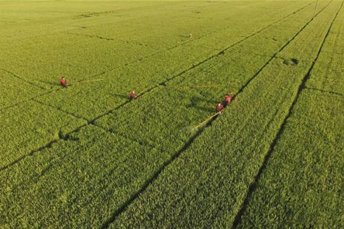 “跟著合作社種糧，咱放心”