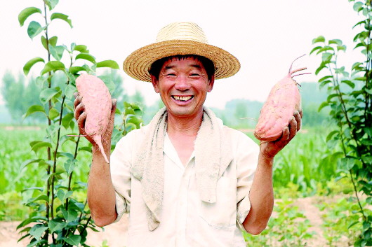 土里刨出“地瓜王國” 青年10年“賣”出產(chǎn)值近3億元公司