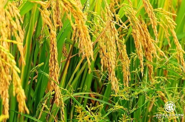 農(nóng)業(yè)部門預(yù)計(jì)吉林省糧食不會大幅減產(chǎn)