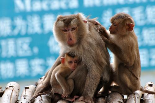 我國擬修改野生動物保護法 強化源頭防控重大公共衛(wèi)生風險