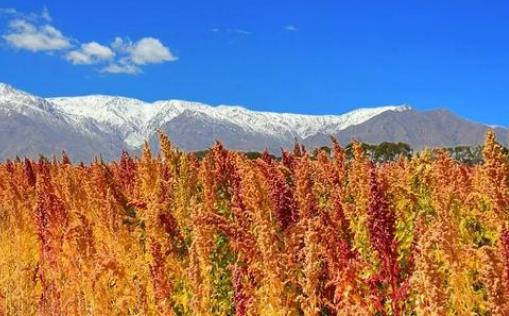 天?？h“中國高原藜麥之都”打造群眾致富“美麗產(chǎn)業(yè)”