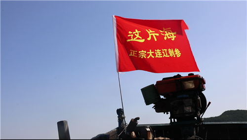 這片海秋參第一撈，新鮮海參現(xiàn)場試吃