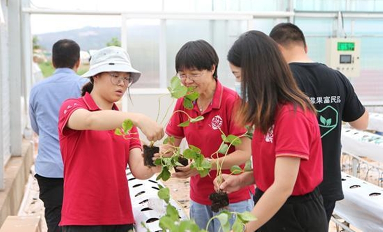 草莓“人機大戰(zhàn)” 讓未來農(nóng)業(yè)成為贏家