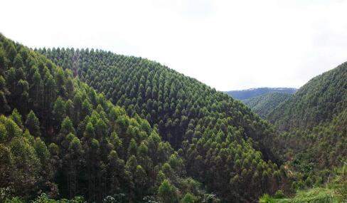 廣西林業(yè)累計(jì)帶動(dòng)120余萬(wàn)脫貧人口穩(wěn)定增收