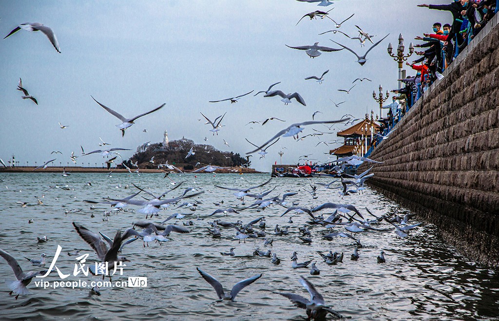 山東青島：海鷗翔集 再現(xiàn)靚麗風(fēng)景線