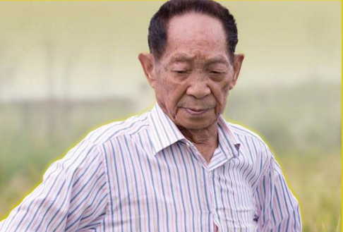 權(quán)威快報(bào)！袁隆平團(tuán)隊(duì)海水稻開始產(chǎn)業(yè)化推廣