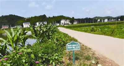 垃圾分類，大米含硒 綿陽這個(gè)“零污染村莊”就有這么牛