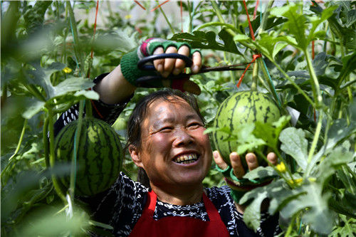 疫情之年，中國誕生農(nóng)業(yè)產(chǎn)值破萬億省份