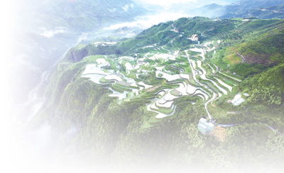 稻魚(yú)共生面積近5年增加8400畝 青田擦亮“稻魚(yú)共生”金名片