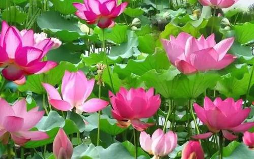 “十三五”我國荷花產(chǎn)業(yè)融合發(fā)展格局成型