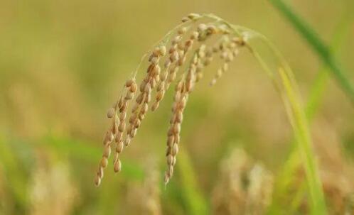 將對超二十二萬份種質(zhì)資源進行基因型鑒定——“天書計劃”加速破譯四大主糧遺傳密碼