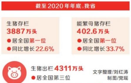 產(chǎn)能恢復(fù)顯著 河南生豬和能繁母豬存欄全國“雙第一”