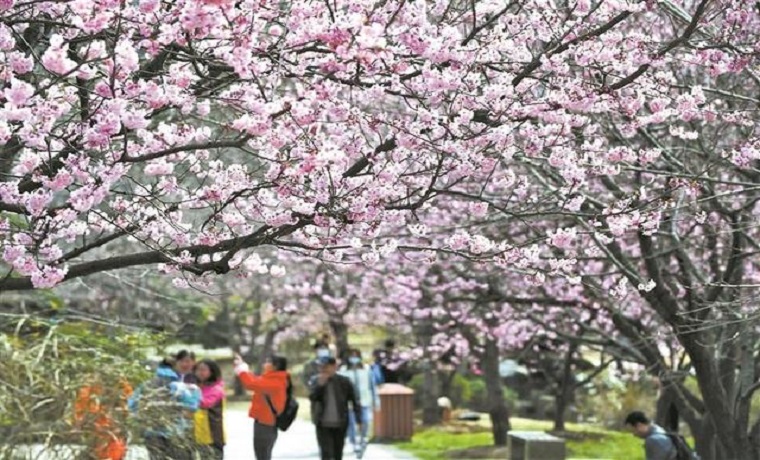 2021年無(wú)錫櫻花預(yù)報(bào)地圖出爐 櫻花花期延長(zhǎng)