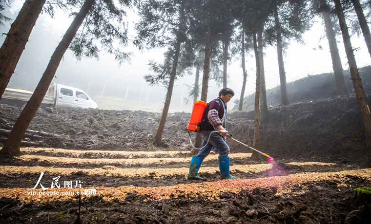貴州畢節(jié)：林下竹蓀種植忙