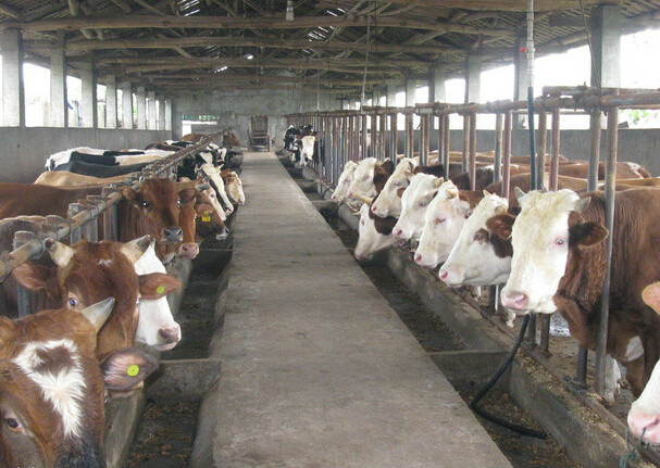 全國豬牛羊禽肉年產(chǎn)量首超1億噸