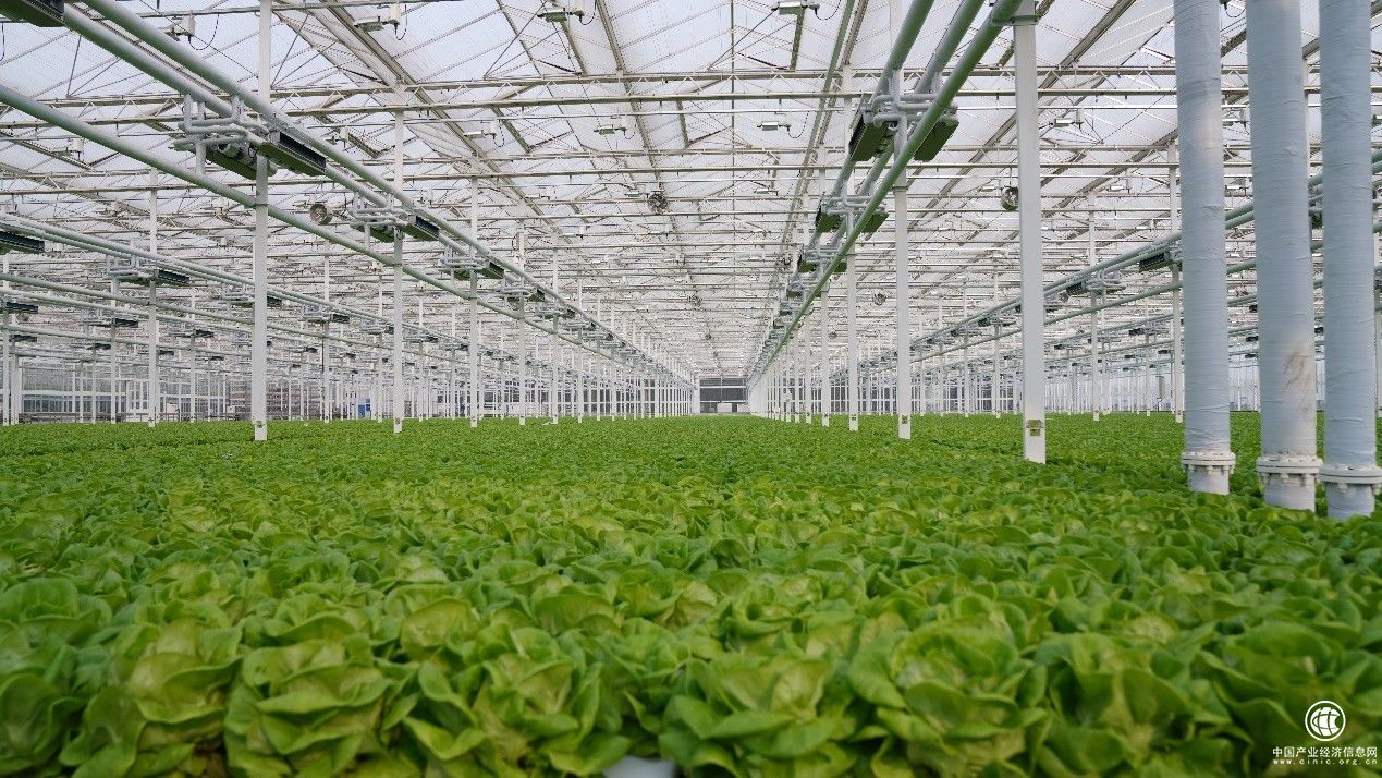 推動農(nóng)業(yè)數(shù)字新基建 三潤集團(tuán)智慧溫室科技引領(lǐng)發(fā)展