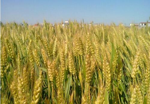 河南麥播過(guò)半 鶴壁、濮陽(yáng)、安陽(yáng)、商丘等4市基本結(jié)束