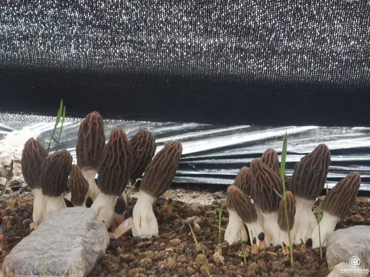 羊肚菌試種成功 三潤集團(tuán)或?qū)⒂瓉碛忠粡堅(jiān)鍪胀跖?></a></div><!-- img end -->	<div   id=