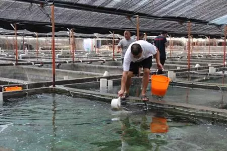 今年前7個月，福建省蝦及其制品出口規(guī)模居全國第一