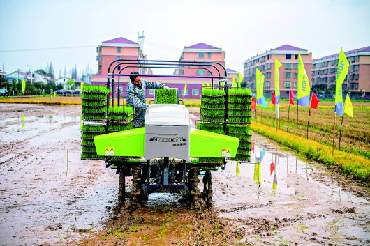 種雙季稻！南方一些稻田20年來頭一回