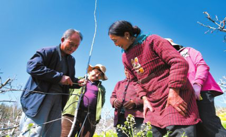 大涼山蘋果賣到北上廣 把脫貧產(chǎn)業(yè)種在家鄉(xiāng)