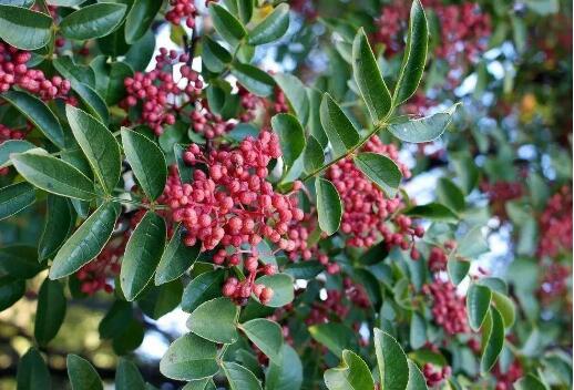 “耀州花椒”入選全國(guó)名特優(yōu)新農(nóng)產(chǎn)品名錄